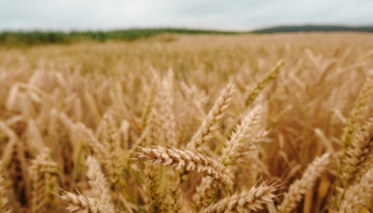 Guerra del grano tra Russia e Ucraina, l’Ue salva Kiev con +386% di importazioni